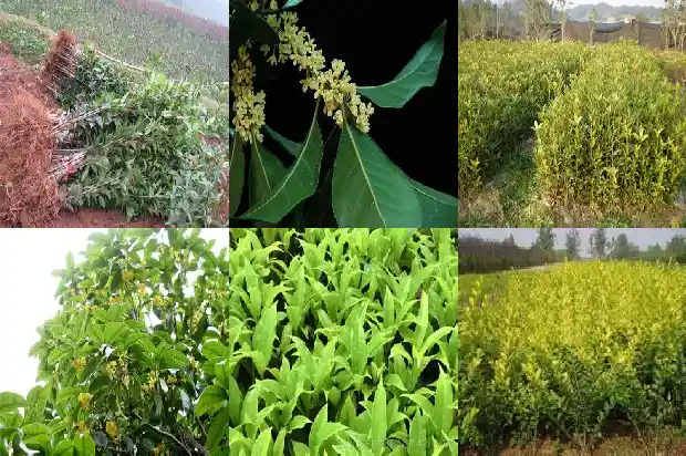 桂花怎么吃才好1686877112162