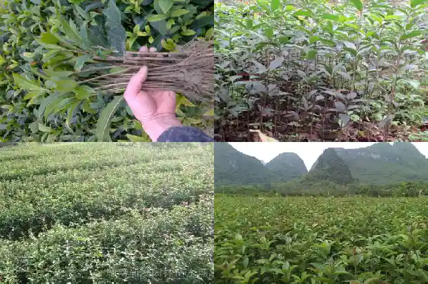 十年桂花树价格多少1689640362549