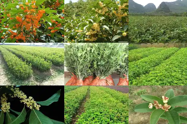 金桂花可以做什么吃的呢1686877123904