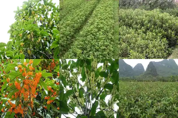 金桂花可以做什么吃的呢1686877124000