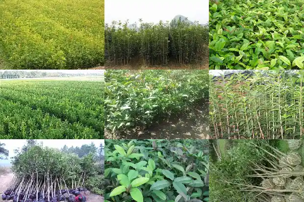 金桂花可以做什么吃的呢1686877124047