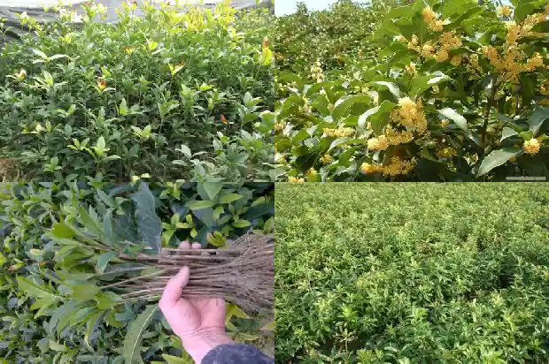 桂花可以做哪些吃的1686877140829