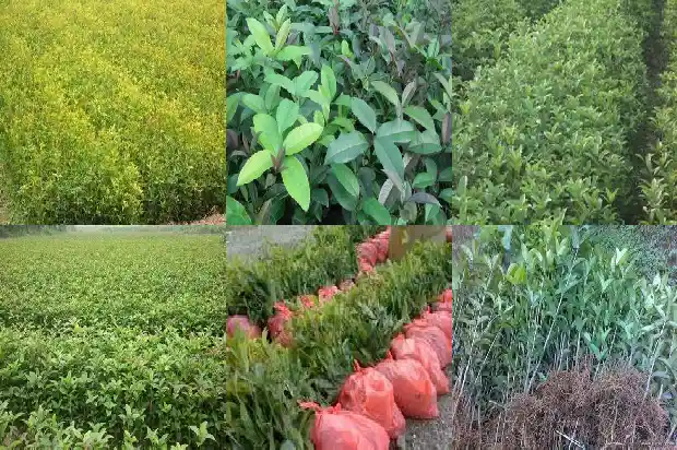 金桂花可以吃吗?1686877150658