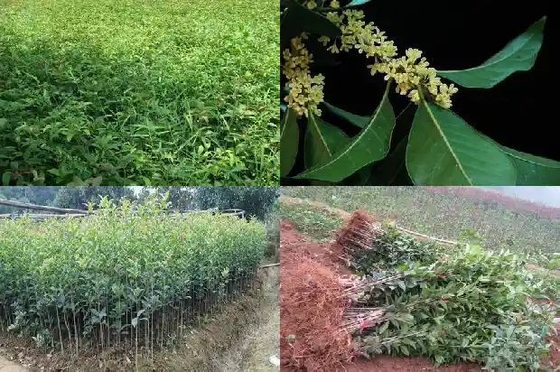 金桂花可以吃吗?1686877150706
