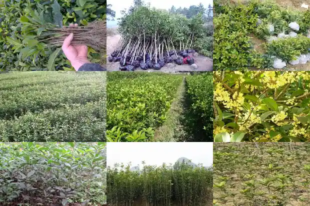 桂花适合什么样的人喝1686877181776