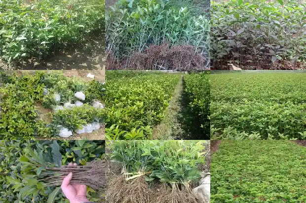 桂花适合什么样的人喝1686877181823