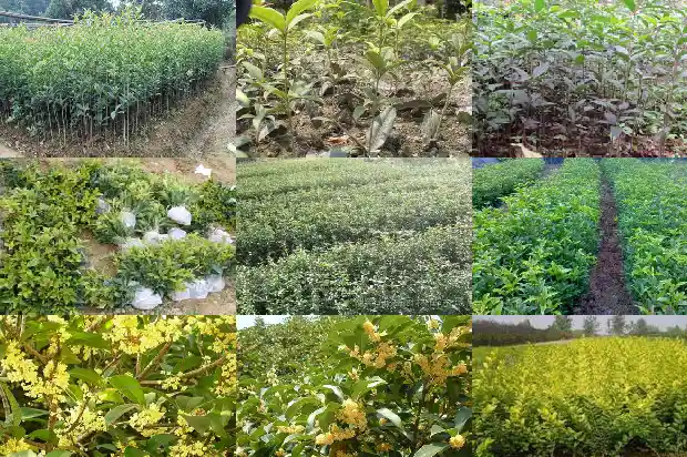 桂花适合什么样的人喝1686877181919