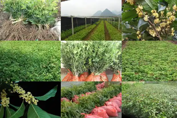 桂花怎么保存食用最好1689122202270
