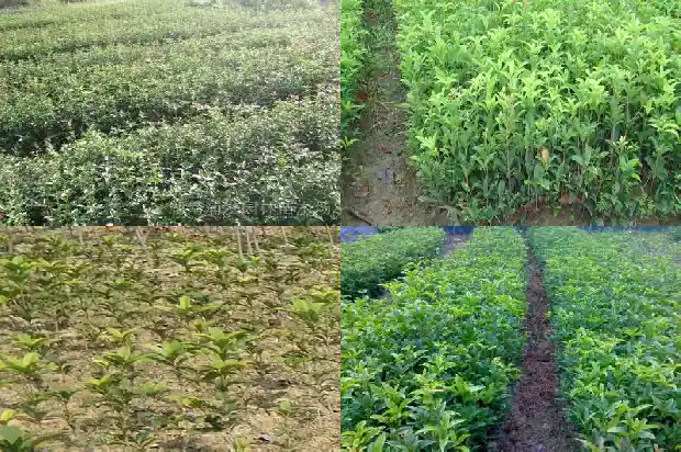 金桂花什么时候开花季节最好1688350102647