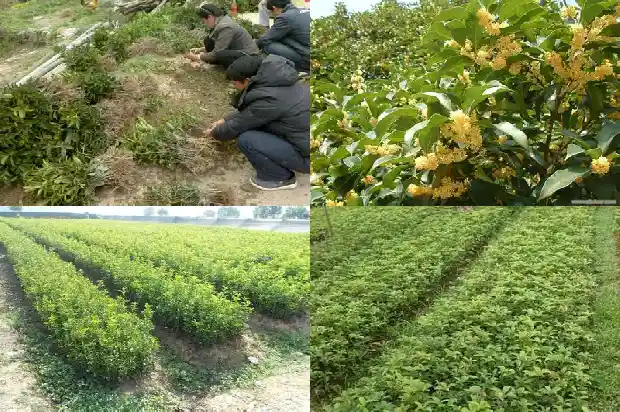 红桂花好还是金桂花好1686877193612