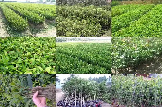 四季桂花的叶子有黑斑是怎么回事1686877201158