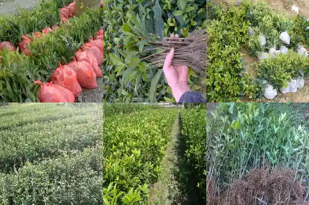 四季桂花的叶子有锯齿吗1686877210981