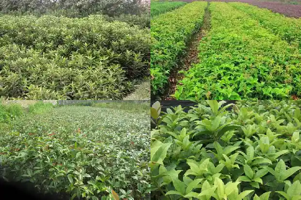 四季桂花的叶子有锯齿吗1686877211029