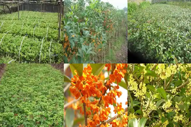 四季桂花的叶子发黄怎么办1686877218596