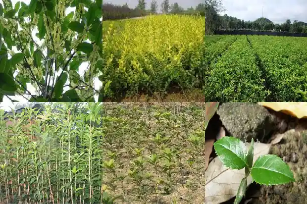 八月桂和四季桂花的区别是什么意思啊1686877234060