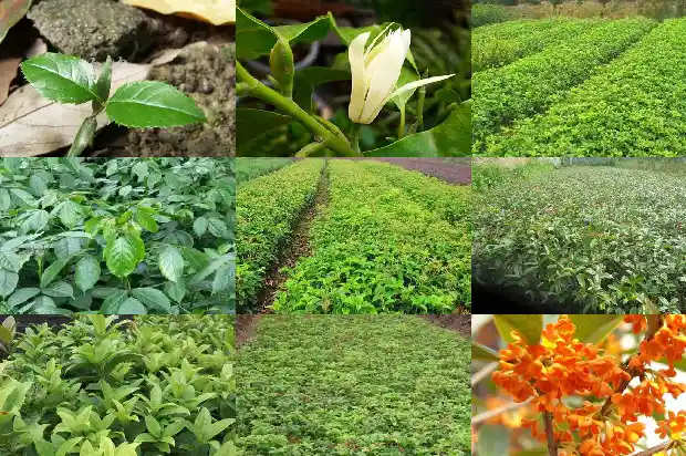 八月桂和四季桂花的区别在哪儿呢1686877241707