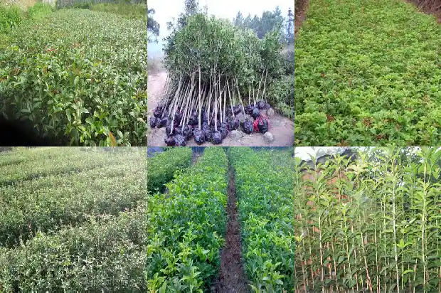 八月桂花与四季桂的区别是什么意思1686877251484