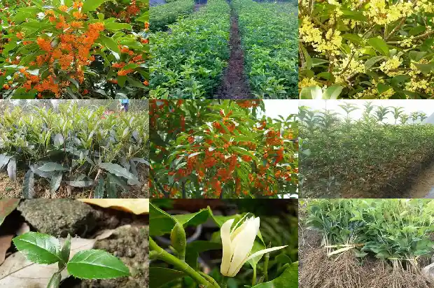 十公分的桂花树价格多少钱一棵1689726711959