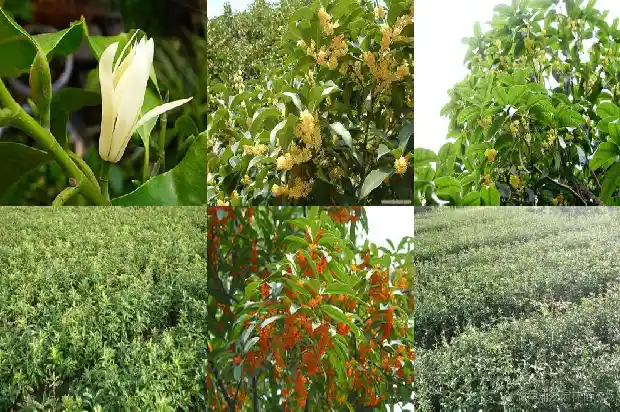 八月桂花和四季桂花哪个好看1686877276334
