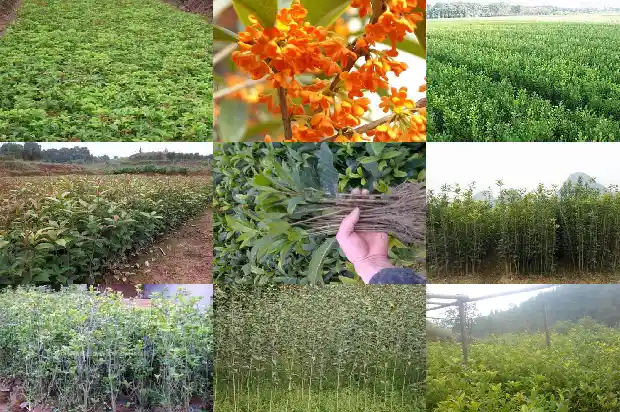 八月桂与桂花的区别是什么呢1686877285692