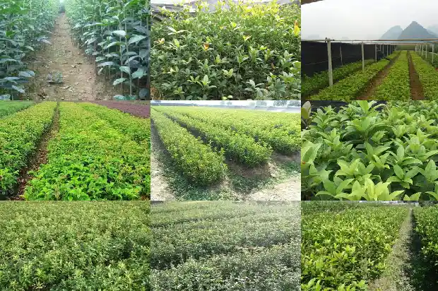 八月桂与桂花的区别是什么呢1686877285740