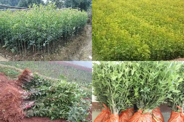 15公分的桂花树价格多少钱1689837911198