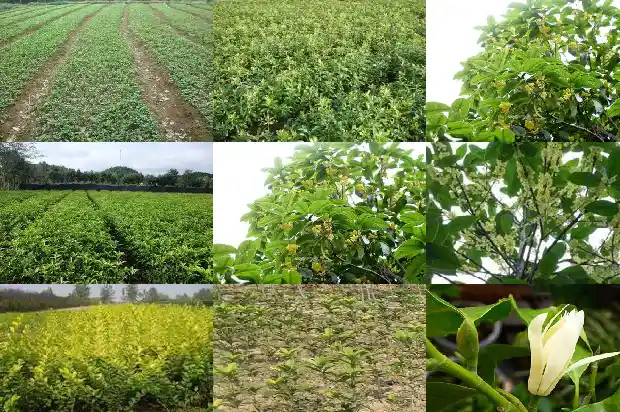 八月桂和桂花1686877305073