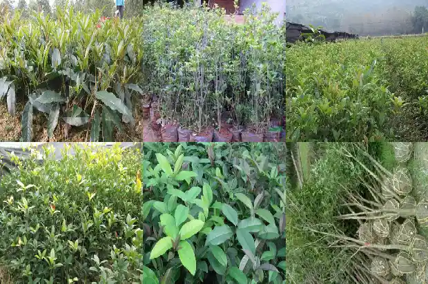 八月桂和桂花1686877305119