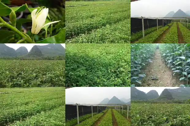 八月桂花什么1686877312497