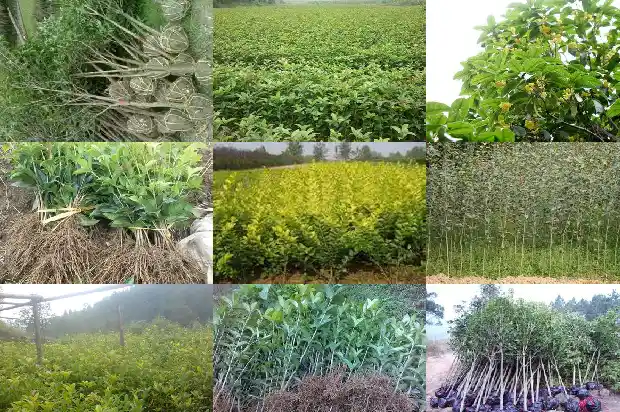 八月桂花是什么桂花树1686877322113