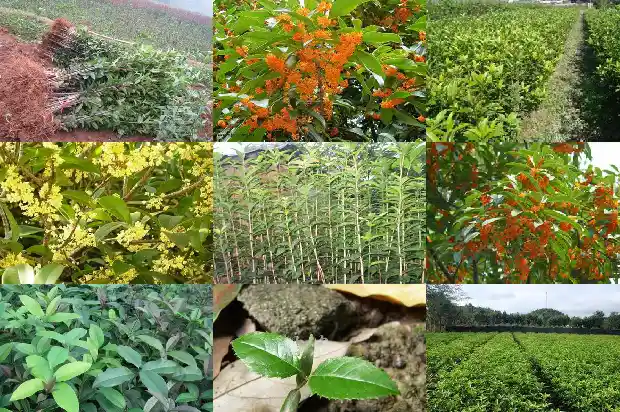 八月桂花是什么桂花树1686877322159