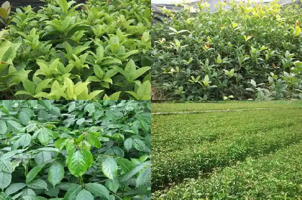 盆栽桂花日常养护注意事项1688862191721