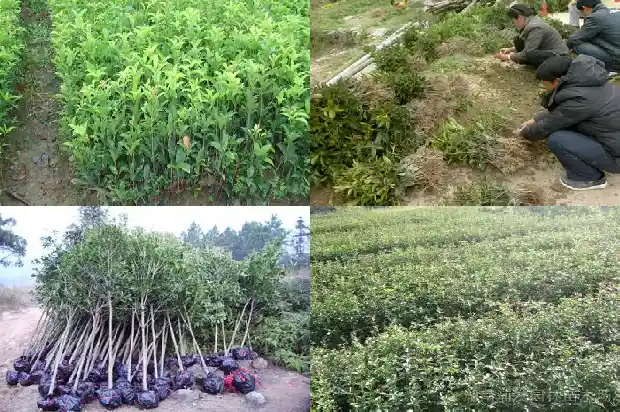 八月桂花是什么意思1686960582156