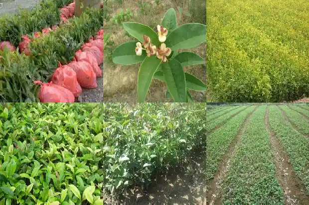 八月桂花是什么意思1686960582203