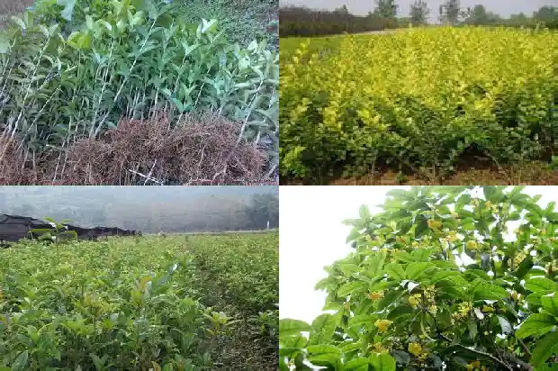 八月的桂花有什么特点和作用1686960619506