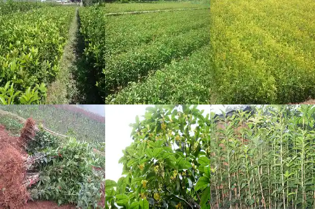 八月的桂花有什么特点和作用1686960619553
