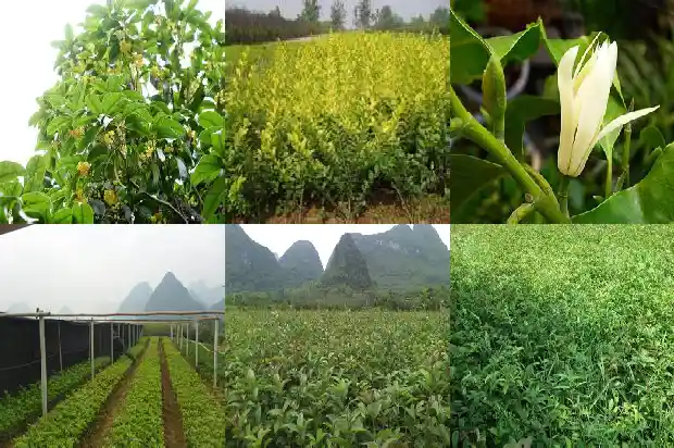 八月桂花的主要内容是什么?1686960661886