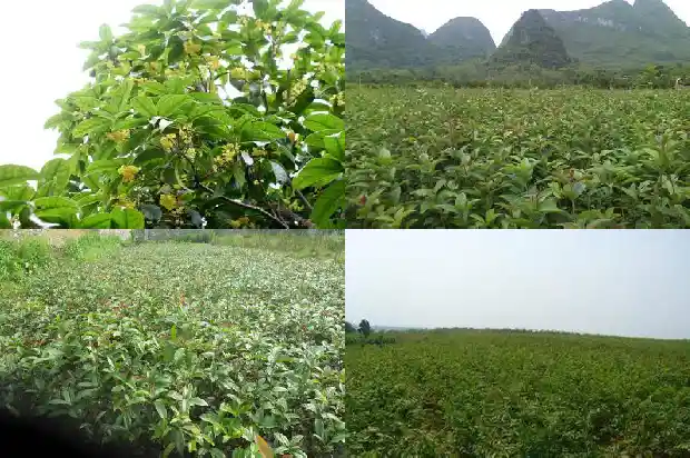 四季桂与桂花区别在哪儿1686960680809