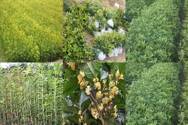 四季桂与桂花区别在哪儿1686960680856