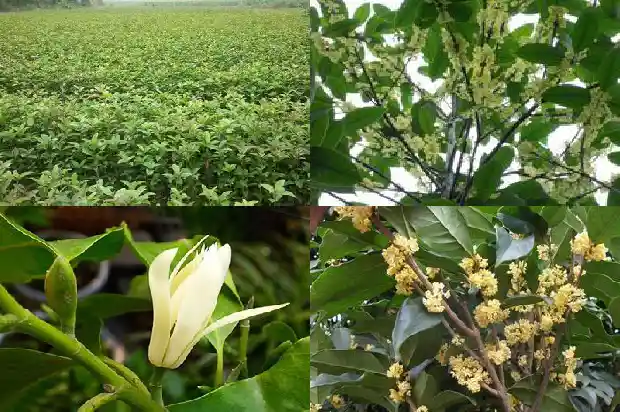 四季桂与桂花区别是什么呢1686960712099