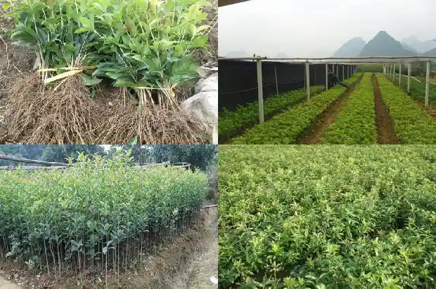四季桂与桂花区别是什么呢1686960712144