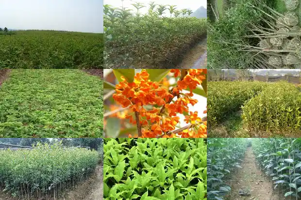 四季桂与桂花区别是什么呢1686960712192
