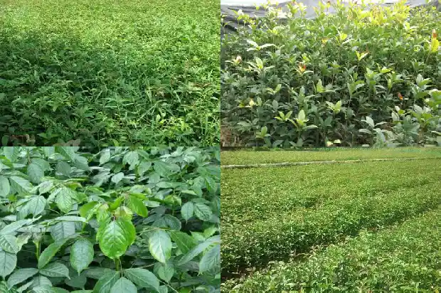 四季桂与桂花区别是什么呢1686960712240