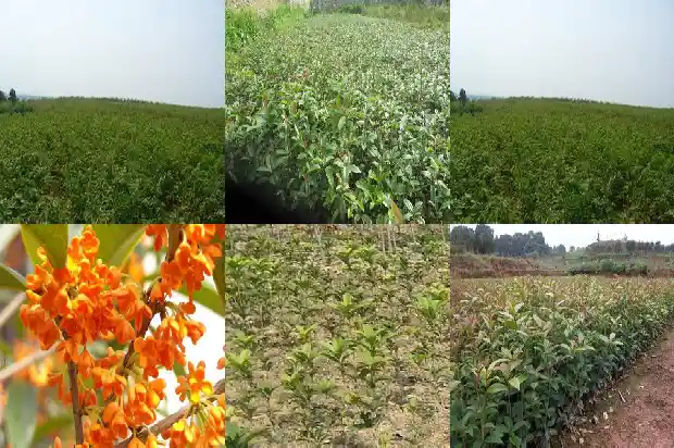 四季桂和其他桂花区别是什么1686960742576