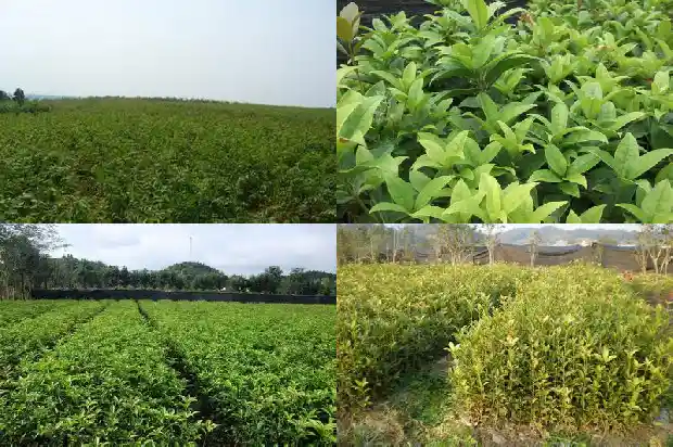 四季桂和其他桂花区别是什么1686960742670
