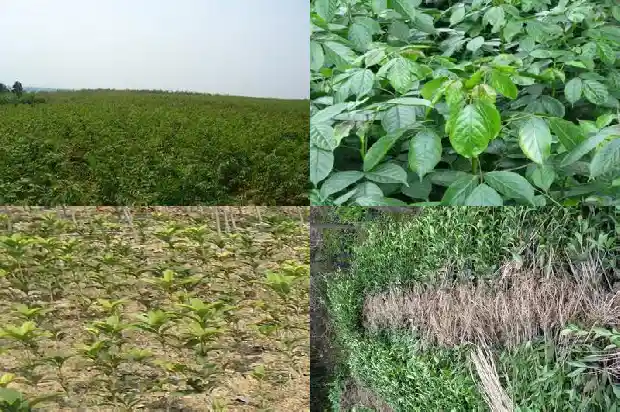 4季桂花和8月桂花哪种好养一些1686960778261