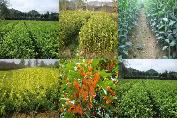 4季桂花和8月桂花哪种好养一些1686960778356