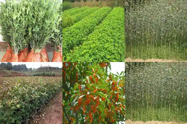 四季开花的桂花哪个最好1686960802446