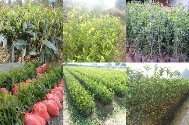 桂花树价格找湖北百信园林好1689899544936