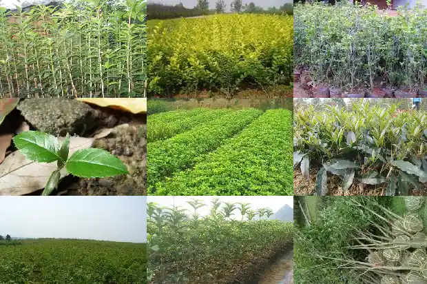 四季开花的桂花哪个最好1686960802541